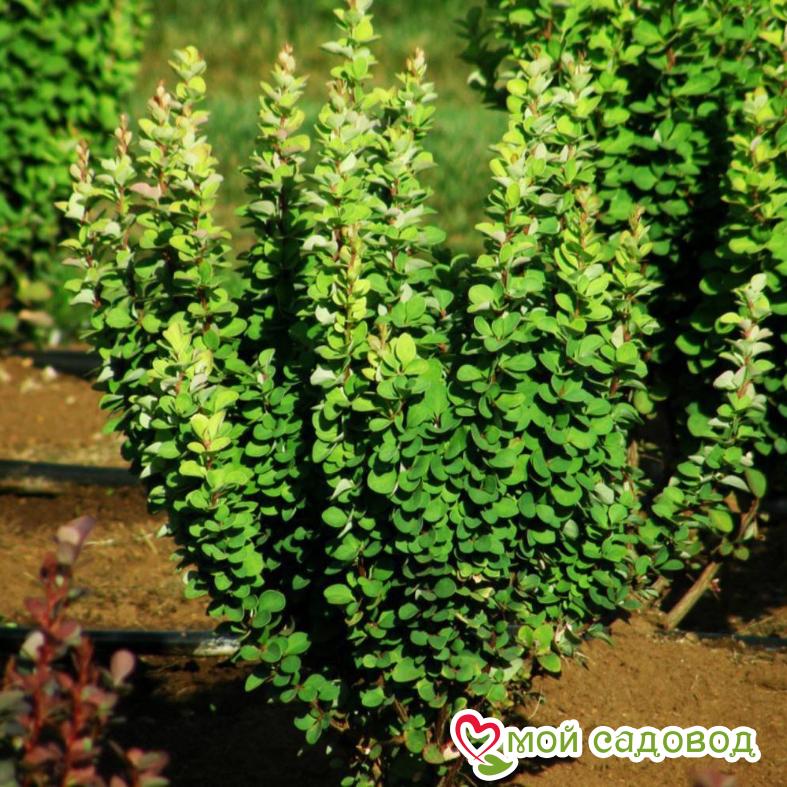 Барбарис Тунберга «Эректа»