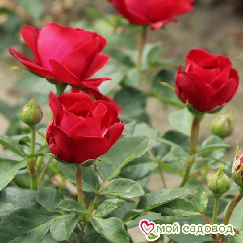 Роза Ред Мин