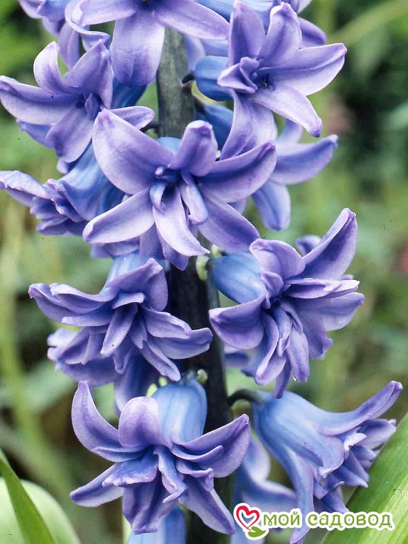 Гиацинт Генерал Колер