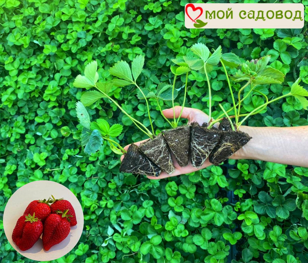 Клубника Крупноплодная Александра