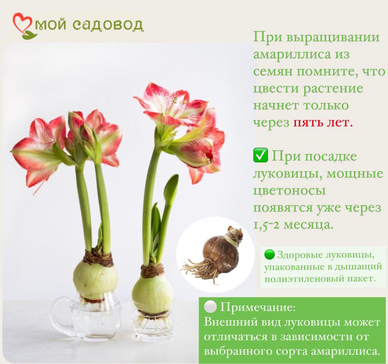 АМАРИЛЛИС САМБА