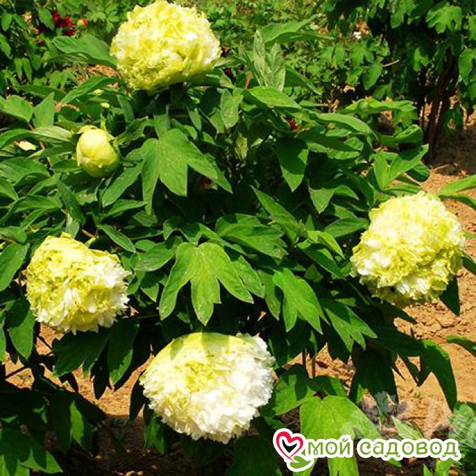 Пион Чун Лью / Весенняя ива