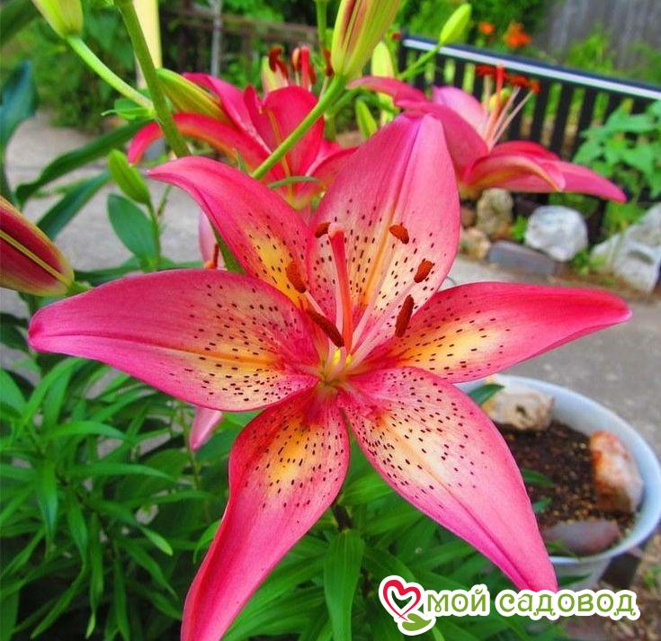 Лилия Трогон азиатская