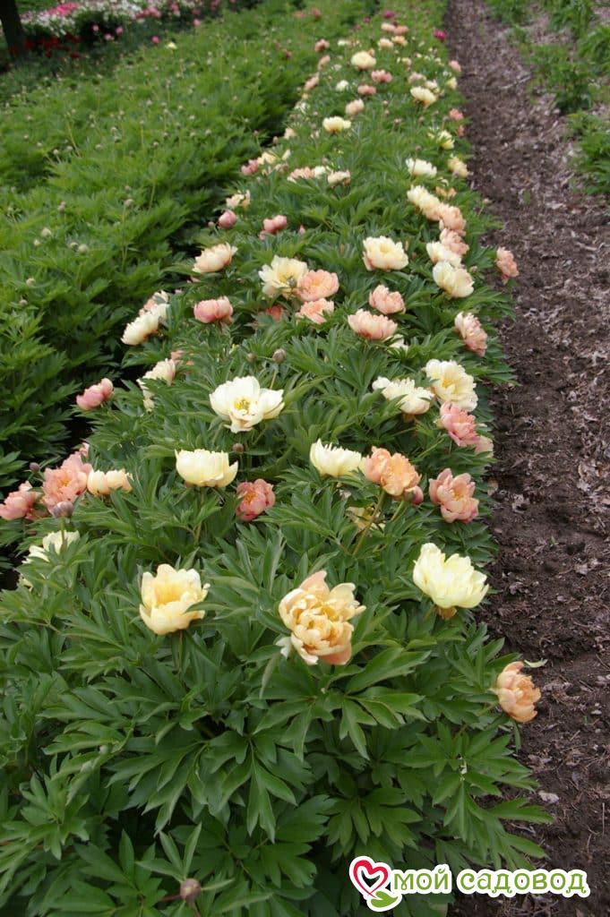 Пион ито-гибрид Сингин ин зе Рейн