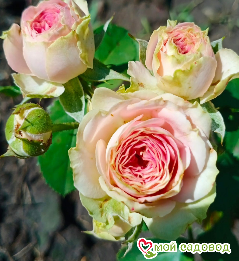 Роза Питахайя