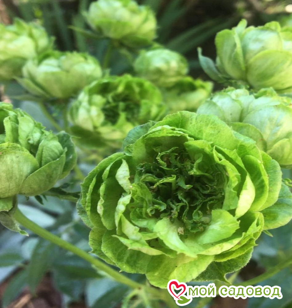 Роза Лавли Грин